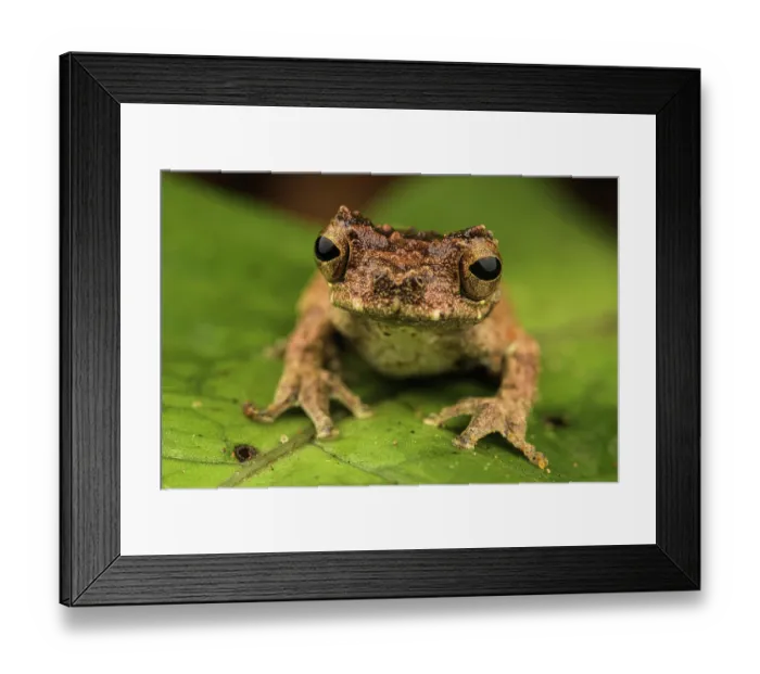Framed Print : Inotawa tree frog (Dendropsophus kamagarini) sitting on leaf, Los Amigos Biological Station, Peru Framed Print : Inotawa tree frog (Dendropsophus kamagarini) sitting on leaf, Los Amigos Biological Station, Peru