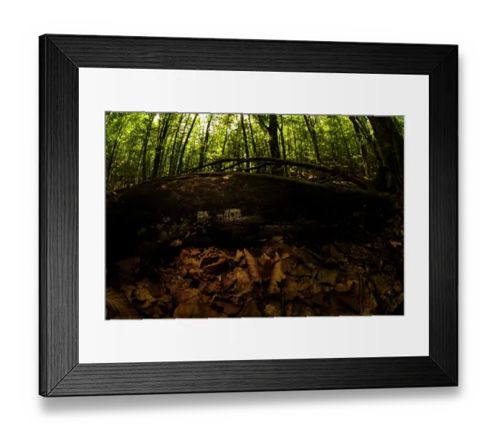 Framed Print : Montane frog (Rana temporaria) sitting beside fallen log in leaflitter, Aveto Regional Park, Italy Framed Print : Montane frog (Rana temporaria) sitting beside fallen log in leaflitter, Aveto Regional Park, Italy