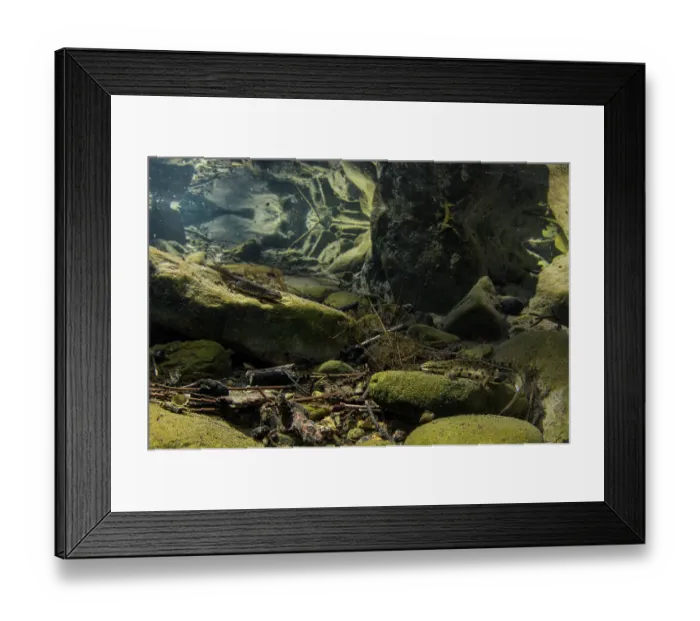 Framed Print : Italian smooth newt (Lissotriton vulgaris meridionalis) pair resting on rocks in pool, Viterbo, Italy Framed Print : Italian smooth newt (Lissotriton vulgaris meridionalis) pair resting on rocks in pool, Viterbo, Italy