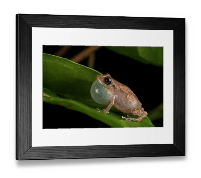 Framed Print : Common tink frog (Diasaporus diastema) male calling whilst sitting on leaf, Escudo de Veraguas Island, Panama