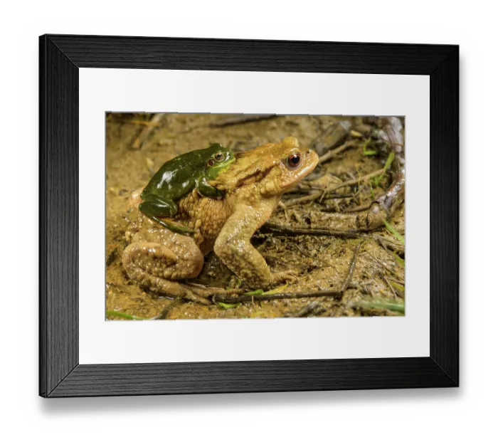 Framed Print : Mediterranean tree frog (Hyla meridionalis) male mistakenly grasping Common toad (Bufo bufo) male in amplexus, Italy Framed Print : Mediterranean tree frog (Hyla meridionalis) male mistakenly grasping Common toad (Bufo bufo) male in amplexus, Italy