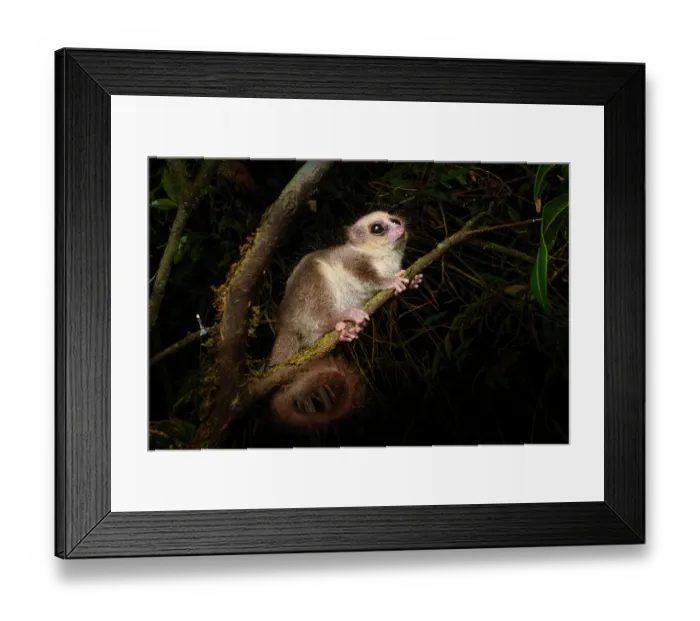 Framed Print : Hairy-eared dwarf lemur (Allocebus trichotis) climbing along branch at night, Maromizaha Forest, near Andasibe-Mantadia National Park, eastern Madagascar. Endangered Framed Print : Hairy-eared dwarf lemur (Allocebus trichotis) climbing along branch at night, Maromizaha Forest, near Andasibe-Mantadia National Park, eastern Madagascar. Endangered