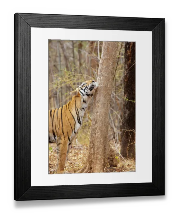 Framed Print : Bengal tiger (Panthera tigris tigris) male, examining scent marking left by other tiger in its territory, Bandhavgarh Tiger Reserve, India Madhya Pradesh, India. Endangered Framed Print : Bengal tiger (Panthera tigris tigris) male, examining scent marking left by other tiger in its territory, Bandhavgarh Tiger Reserve, India Madhya Pradesh, India. Endangered