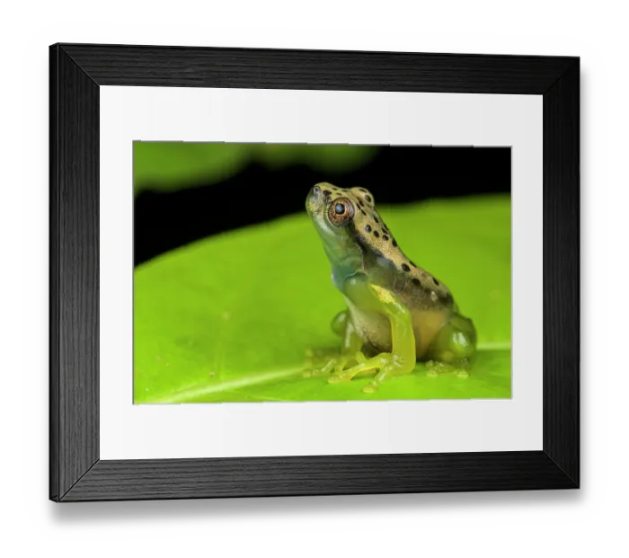 Framed Print : Map tree frog (Boana geographica) sitting on leaf and looking up, Los Amigos Biological Station, Peru Framed Print : Map tree frog (Boana geographica) sitting on leaf and looking up, Los Amigos Biological Station, Peru