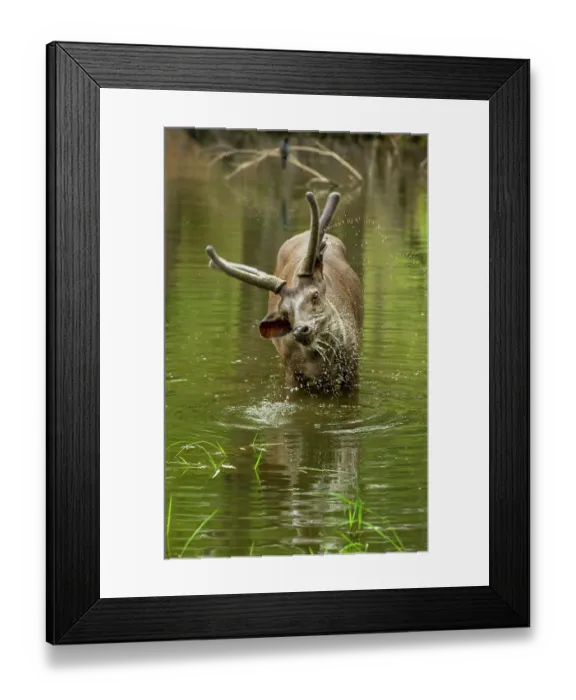 Framed Print : Sambar deer (Rusa unicolor) male, feeding on water grass in pool, Bandhavgarh Tiger Reserve, Madhya Pradesh, India Framed Print : Sambar deer (Rusa unicolor) male, feeding on water grass in pool, Bandhavgarh Tiger Reserve, Madhya Pradesh, India