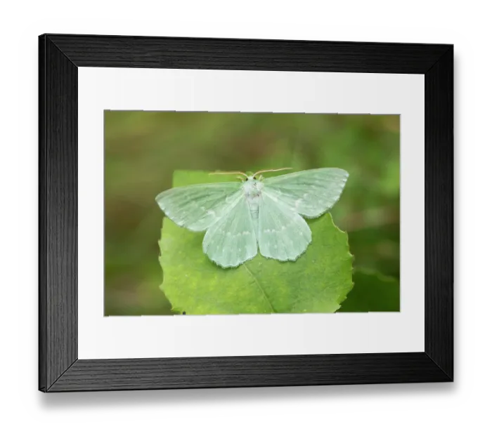 Framed Print : Large emerald (Geometra papilionaria) moth resting on Aspen leaf, Insh Marshes, Cairngorms National Park, Scotland, UK. July Framed Print : Large emerald (Geometra papilionaria) moth resting on Aspen leaf, Insh Marshes, Cairngorms National Park, Scotland, UK. July