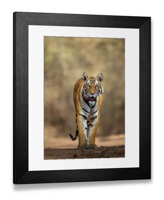 Framed Print : Bengal tiger (Panthera tigris tigris) female, patrolling along forest path, Bandhavgarh Tiger Reserve, Madhya Pradesh, India. Endangered Framed Print : Bengal tiger (Panthera tigris tigris) female, patrolling along forest path, Bandhavgarh Tiger Reserve, Madhya Pradesh, India. Endangered