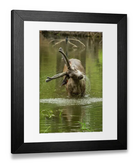 Framed Print : Sambar deer (Rusa unicolor) male, feeding on water grass in pool, Bandhavgarh Tiger Reserve, Madhya Pradesh, India Framed Print : Sambar deer (Rusa unicolor) male, feeding on water grass in pool, Bandhavgarh Tiger Reserve, Madhya Pradesh, India