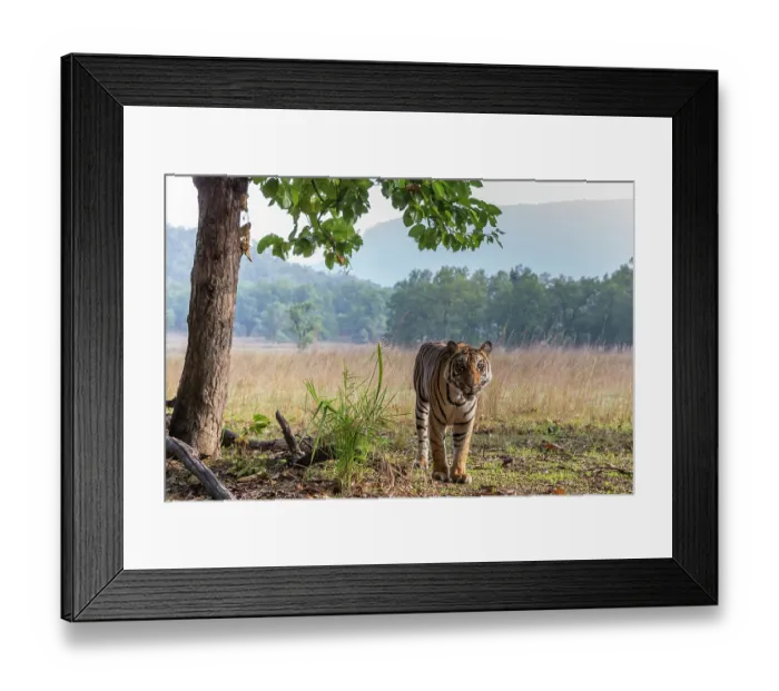 Framed Print : Bengal tiger (Panthera tigris tigris) sub-adult male, standing under a tree, Bandhavgarh Tiger Reserve, Madhya Pradesh, India. Endangered Framed Print : Bengal tiger (Panthera tigris tigris) sub-adult male, standing under a tree, Bandhavgarh Tiger Reserve, Madhya Pradesh, India. Endangered