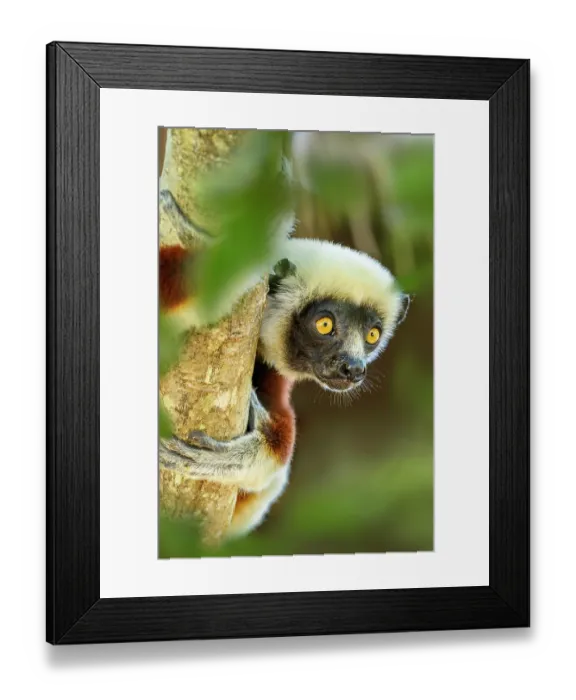 Framed Print : RF - Coquerel's sifaka (Propithecus coquereli) female, peering our from forest understorey, Anjajavy Private Reserve, north west Madagascar. Critically endangered Framed Print : RF - Coquerel's sifaka (Propithecus coquereli) female, peering our from forest understorey, Anjajavy Private Reserve, north west Madagascar. Critically endangered