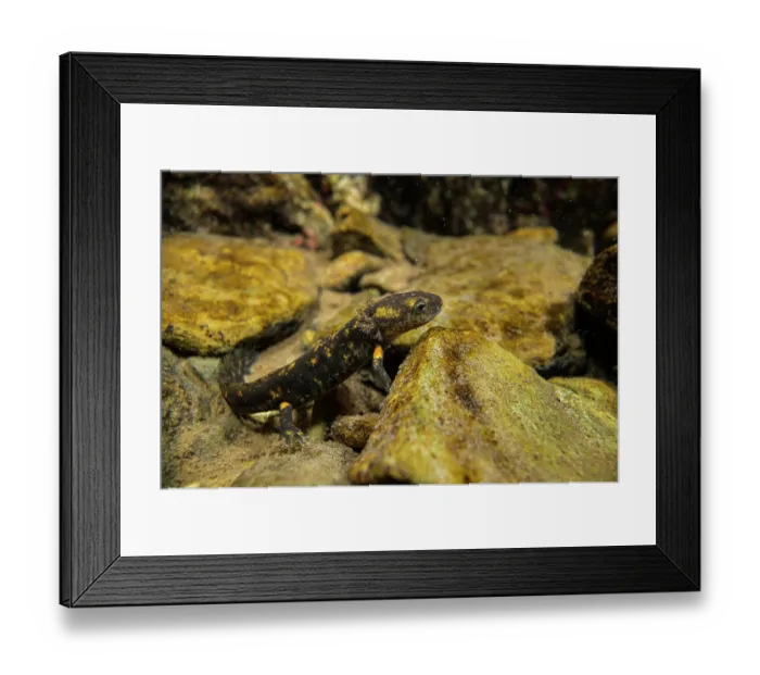 Framed Print : Fire salamander (Salamandra salamandra) eft resting at bottom of stream, Lorsica, Italy