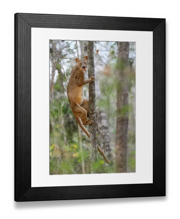 Framed Print : RF - Fosa (Cryptoprocta ferox) female, climbing tree in dry deciduous forest, Kirindy, Menabe, western Madagascar Framed Print : RF - Fosa (Cryptoprocta ferox) female, climbing tree in dry deciduous forest, Kirindy, Menabe, western Madagascar