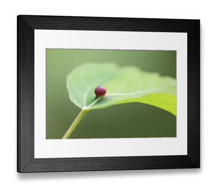 Framed Print : Gall on Aspen (Populus tremula) leaf, Cairngorms National Park, Scotland, UK. July Framed Print : Gall on Aspen (Populus tremula) leaf, Cairngorms National Park, Scotland, UK. July