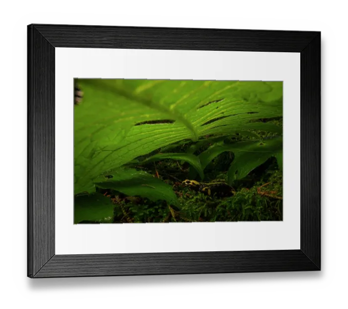 Framed Print : Aurora's salamander (Salamandra atra aurorae) hiding beneath leaf, Asiago Plateau, Italy. Endemic Framed Print : Aurora's salamander (Salamandra atra aurorae) hiding beneath leaf, Asiago Plateau, Italy. Endemic
