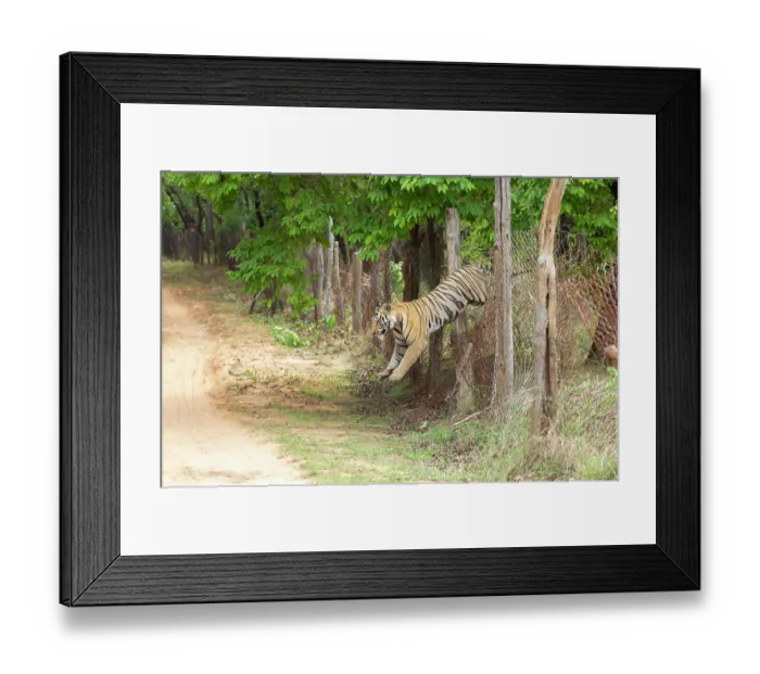 Framed Print : Bengal tiger (Panthera tigris tigris) male, jumping over broken wire fence seperating core zone to buffer zone, Bandhavgarh Tiger Reserve, India. Endangered. Seq. 2 of 3 Framed Print : Bengal tiger (Panthera tigris tigris) male, jumping over broken wire fence seperating core zone to buffer zone, Bandhavgarh Tiger Reserve, India. Endangered. Seq. 2 of 3