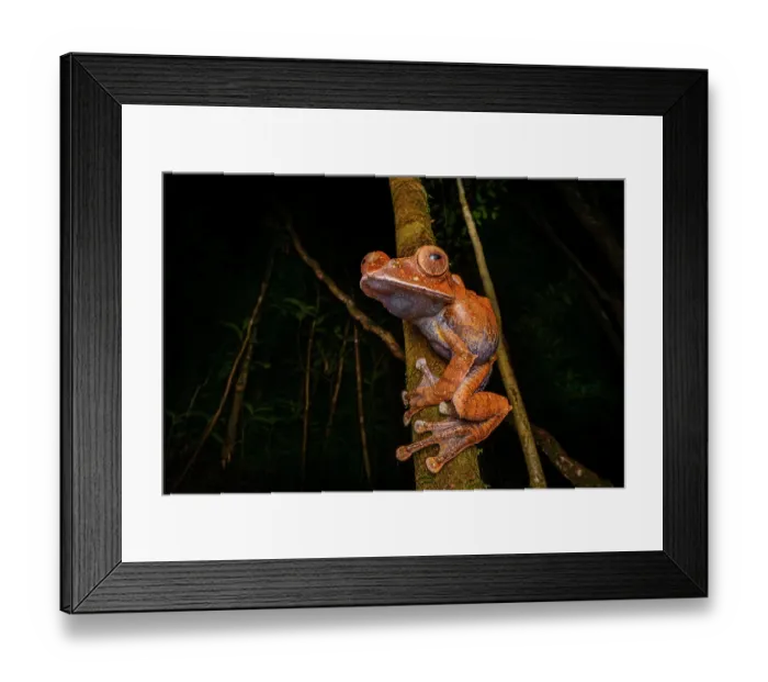 Framed Print : Rainforest leaf frog (Boophis brachychir) male, calling from its perch at night, Domaine de Fontenay, Montagne d'Ambre National Park, northern Madagascar Framed Print : Rainforest leaf frog (Boophis brachychir) male, calling from its perch at night, Domaine de Fontenay, Montagne d'Ambre National Park, northern Madagascar