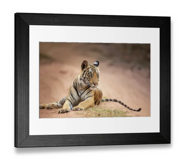 Framed Print : Bengal tiger (Panthera tigris tigris) young female, resting on sandy track, Bandhavgarh Tiger Reserve, Madhya Pradesh, India. Endangered Framed Print : Bengal tiger (Panthera tigris tigris) young female, resting on sandy track, Bandhavgarh Tiger Reserve, Madhya Pradesh, India. Endangered
