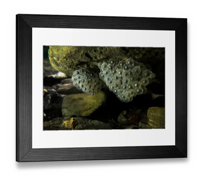 Framed Print : Italian stream frog (Rana italica) spawn on underside of rock in river, Genova, Italy Framed Print : Italian stream frog (Rana italica) spawn on underside of rock in river, Genova, Italy