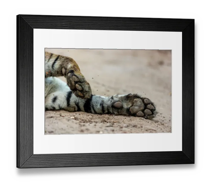 Framed Print : Bengal tiger (Panthera tigris tigris) paws, Bandhavgarh Tiger Reserve, Madhya Pradesh, India. Endangered Framed Print : Bengal tiger (Panthera tigris tigris) paws, Bandhavgarh Tiger Reserve, Madhya Pradesh, India. Endangered