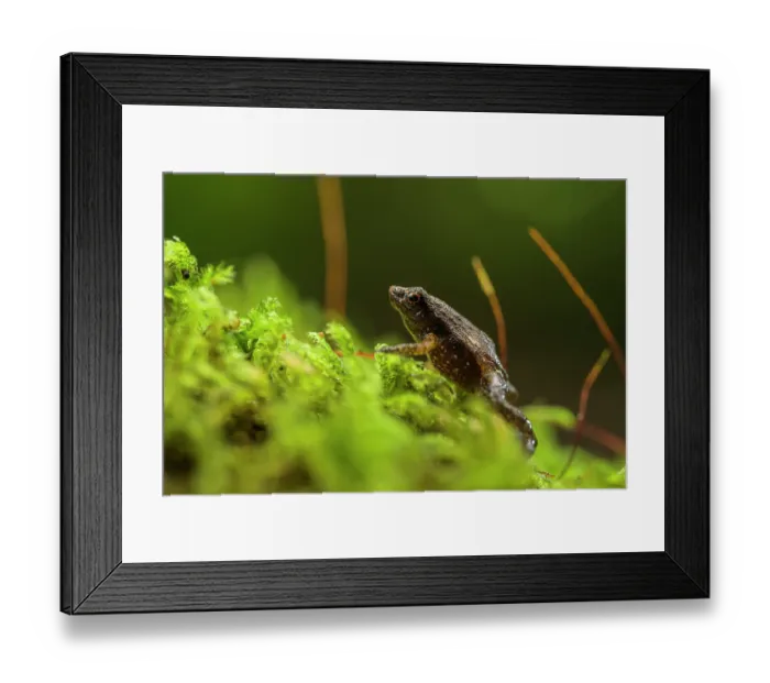 Framed Print : Gardiner's frog (Sechellophryne gardineri) climbing up patch of moss, Mahè Island, Seychelles Framed Print : Gardiner's frog (Sechellophryne gardineri) climbing up patch of moss, Mahè Island, Seychelles