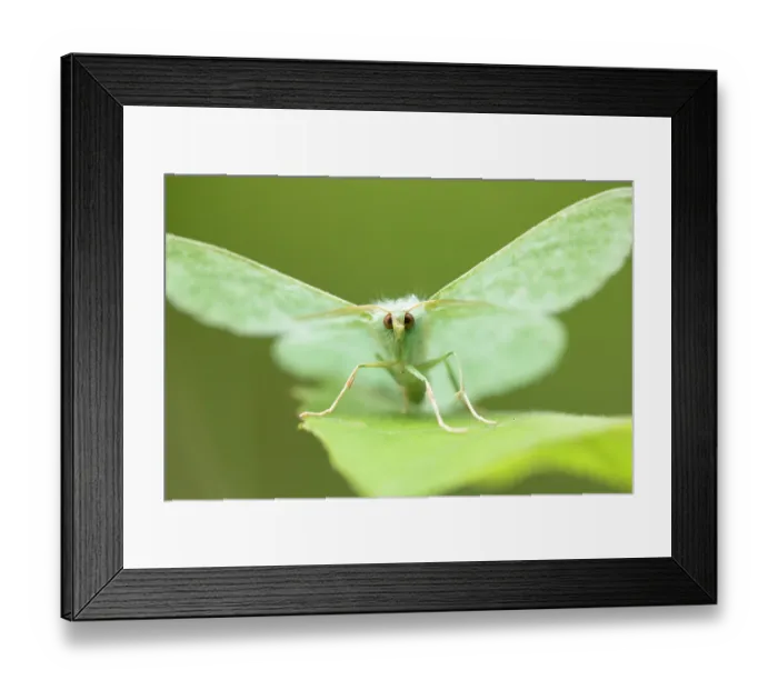 Framed Print : Large emerald (Geometra papilionaria) moth resting on Aspen leaf, Insh Marshes, Cairngorms National Park, Scotland, UK. July Framed Print : Large emerald (Geometra papilionaria) moth resting on Aspen leaf, Insh Marshes, Cairngorms National Park, Scotland, UK. July