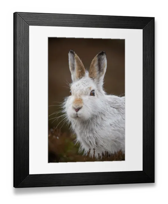 Framed Print : Mountain hare (Lepus timidus) portrait, Cairngorms National Park, Scotland, UK. January Framed Print : Mountain hare (Lepus timidus) portrait, Cairngorms National Park, Scotland, UK. January