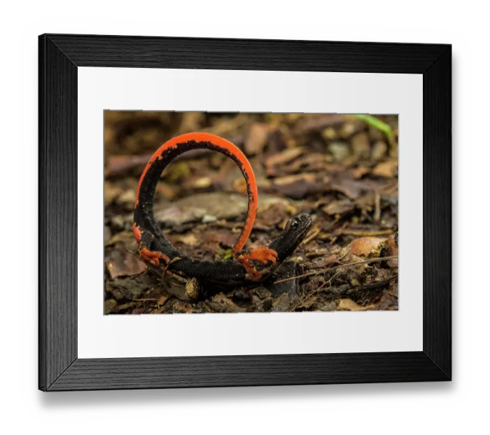 Framed Print : Northern spectacled salamander (Salamandrina perspicillata) displaying unkenreflex in response to threat, Savignone, Italy Framed Print : Northern spectacled salamander (Salamandrina perspicillata) displaying unkenreflex in response to threat, Savignone, Italy