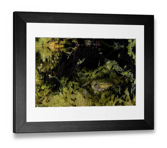 Framed Print : Freshwater crab (Potamon fluviatile) feeding on newly hatched Common toad (Bufo bufo) tadpoles at night, Tolfa, Rome, Italy Framed Print : Freshwater crab (Potamon fluviatile) feeding on newly hatched Common toad (Bufo bufo) tadpoles at night, Tolfa, Rome, Italy