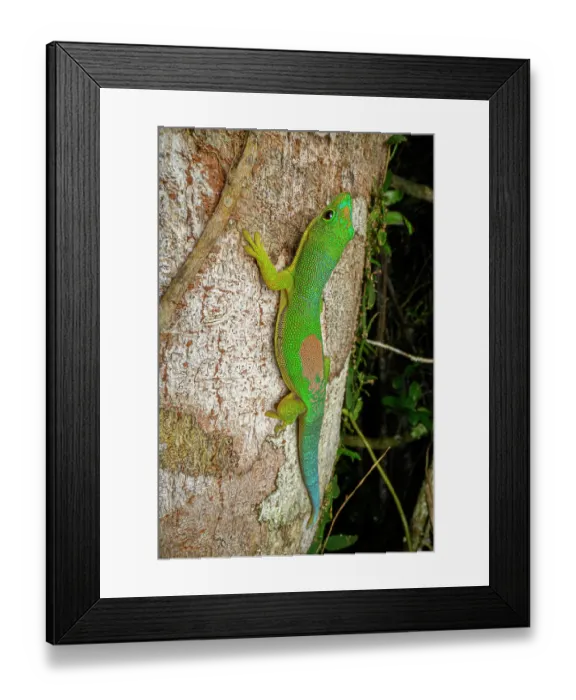 Framed Print : Lined day gecko (Phelsuma lineata) climbing up tree trunk, Maromizaha Forest, near Andasibe, central-eastern Madagascar Framed Print : Lined day gecko (Phelsuma lineata) climbing up tree trunk, Maromizaha Forest, near Andasibe, central-eastern Madagascar