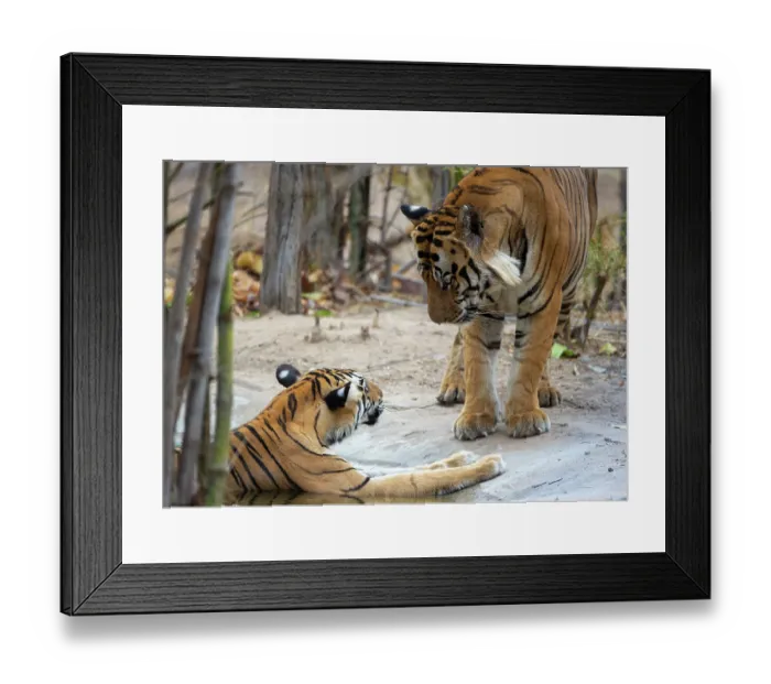 Framed Print : Bengal tiger (Panthera tigris tigris) male, approaching female resting in pool, Bandhavgarh Tiger Reserve, Madhya Pradesh, India. Endangered Framed Print : Bengal tiger (Panthera tigris tigris) male, approaching female resting in pool, Bandhavgarh Tiger Reserve, Madhya Pradesh, India. Endangered
