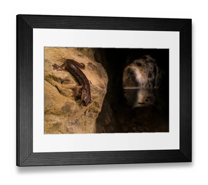Framed Print : Brown cave salamander (Speleomantes genei) resting on rock and looking down into water in cave, Sardinia, Italy Framed Print : Brown cave salamander (Speleomantes genei) resting on rock and looking down into water in cave, Sardinia, Italy