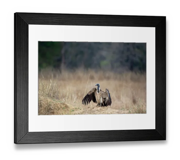 Framed Print : Indian vulture (Gyps indicus) standing on dry ground, Bandhavgarh Tiger Reserve, Madhya Pradesh, India. Critically endangered Framed Print : Indian vulture (Gyps indicus) standing on dry ground, Bandhavgarh Tiger Reserve, Madhya Pradesh, India. Critically endangered