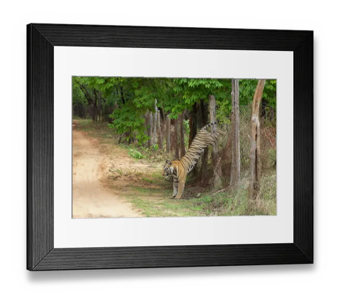 Framed Print : Bengal tiger (Panthera tigris tigris) male, jumping over broken wire fence seperating core zone to buffer zone, Bandhavgarh Tiger Reserve, India. Endangered. Seq. 3 of 3 Framed Print : Bengal tiger (Panthera tigris tigris) male, jumping over broken wire fence seperating core zone to buffer zone, Bandhavgarh Tiger Reserve, India. Endangered. Seq. 3 of 3