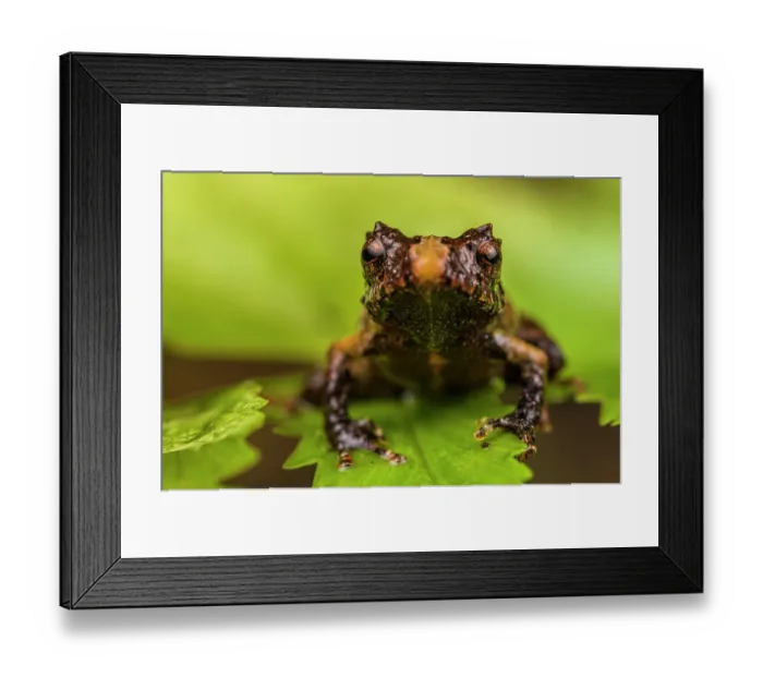 Framed Print : Frog (Pristimantis sp.) sitting on leaf and looking forward, Kosnipata Valley, Peru