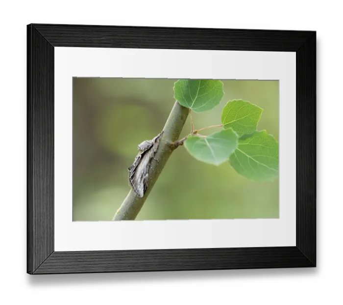 Framed Print : Swallow prominent (Pheosia tremula) moth resting on Aspen branch, Insh Marshes, Cairngorms National Park, Scotland, UK. July