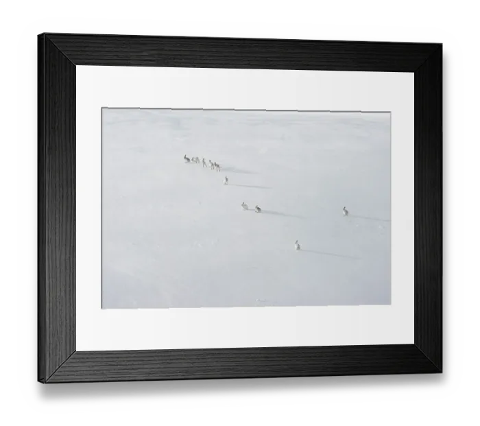 Framed Print : Group of Mountain hares (Lepus timidus) males, following a female, likely in oestrus, across an ice field high in the mountains, Cairngorms National Park, Scotland, UK. March Framed Print : Group of Mountain hares (Lepus timidus) males, following a female, likely in oestrus, across an ice field high in the mountains, Cairngorms National Park, Scotland, UK. March
