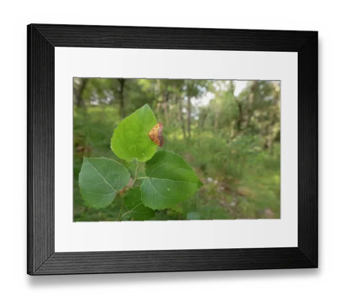 Framed Print : Dark bordered beauty (Epione vespertaria) male, resting on Aspen leaf, Insh Marshes, Cairngorms National Park, Scotland, UK. July Framed Print : Dark bordered beauty (Epione vespertaria) male, resting on Aspen leaf, Insh Marshes, Cairngorms National Park, Scotland, UK. July