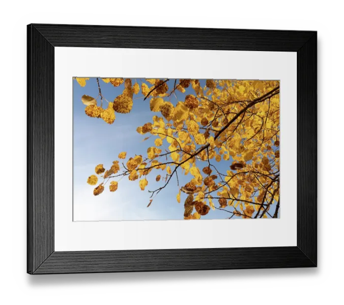 Framed Print : Aspen (Populus tremula) leaves displaying bright yellow autumn foliage, Mar Lodge Estate, Braemar, Scotland, UK. October Framed Print : Aspen (Populus tremula) leaves displaying bright yellow autumn foliage, Mar Lodge Estate, Braemar, Scotland, UK. October