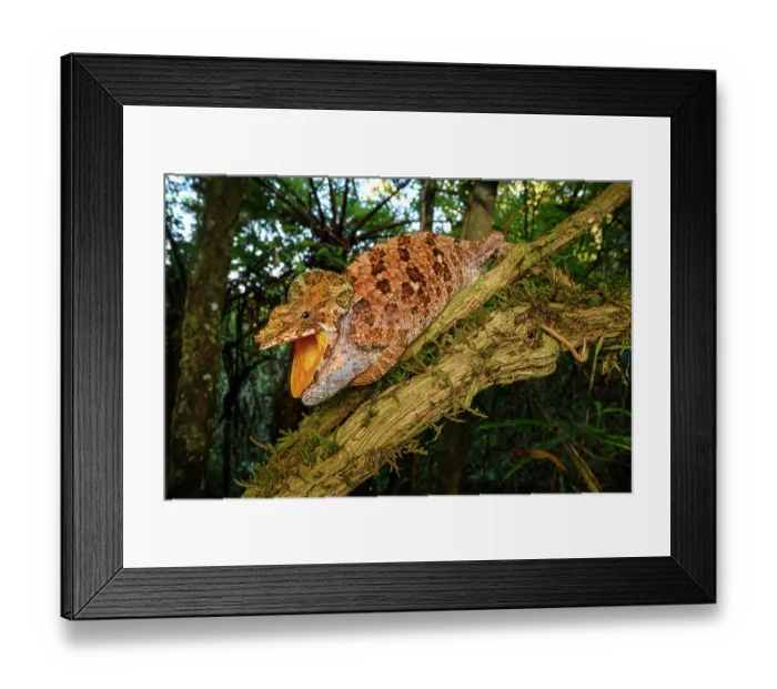 Framed Print : Malthe's green-eared chameleon (Calumma malthe) female, resting on branch with mouth open in threat posture, Maromizaha Forest, near Andasibe, central-eastern Madagascar Framed Print : Malthe's green-eared chameleon (Calumma malthe) female, resting on branch with mouth open in threat posture, Maromizaha Forest, near Andasibe, central-eastern Madagascar