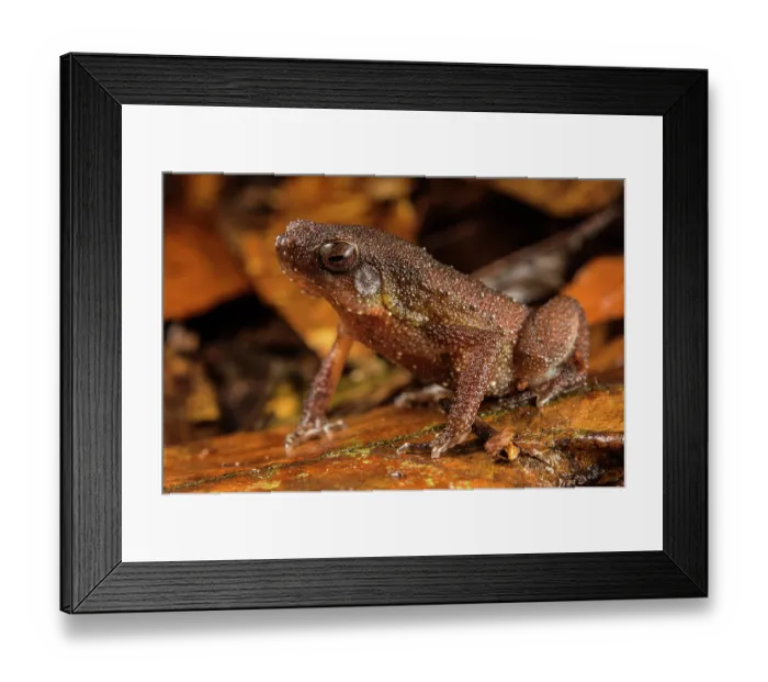 Framed Print : Borneo grainy frog (Kalophrynus heterochirus) sitting in leaflitter, Kubah National Park, Sarawak, Borneo Framed Print : Borneo grainy frog (Kalophrynus heterochirus) sitting in leaflitter, Kubah National Park, Sarawak, Borneo