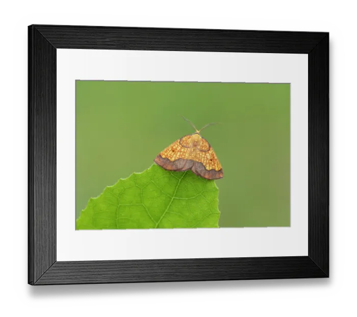Framed Print : Dark bordered beauty (Epione vespertaria) male, resting on Aspen leaf, Insh Marshes, Cairngorms National Park, Scotland, UK. July