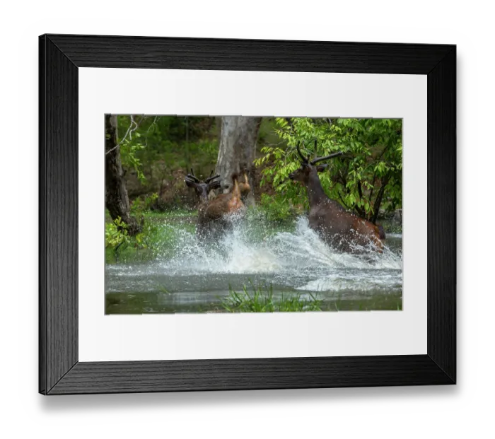Framed Print : Group of Sambar deers (Rusa unicolor) running out of water in panic, Bandhavgarh Tiger Reserve, Madhya Pradesh, India Framed Print : Group of Sambar deers (Rusa unicolor) running out of water in panic, Bandhavgarh Tiger Reserve, Madhya Pradesh, India