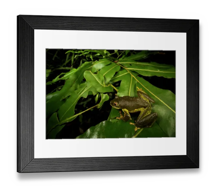 Framed Print : Seychelle islands treefrog (Tachycnemis seychellensis) sitting on leaf, La Digue island, Seychelles Framed Print : Seychelle islands treefrog (Tachycnemis seychellensis) sitting on leaf, La Digue island, Seychelles