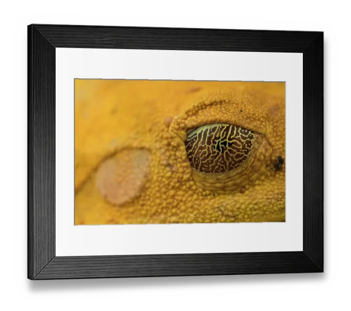 Framed Print : Close-up of Gunther's banded treefrog's (Boana fasciata) eyelids, which help with camouflage, Los Amigos Biological Station, Peru Framed Print : Close-up of Gunther's banded treefrog's (Boana fasciata) eyelids, which help with camouflage, Los Amigos Biological Station, Peru
