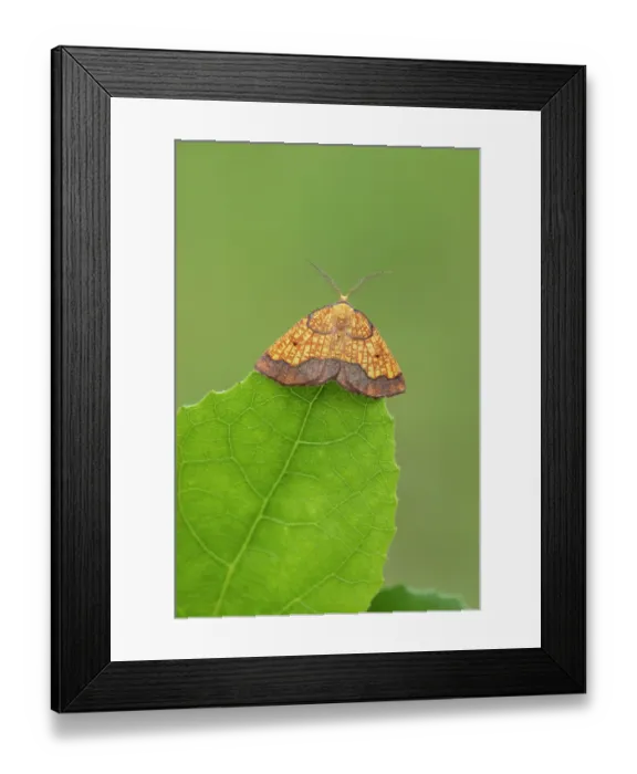 Framed Print : Dark bordered beauty (Epione vespertaria) male, resting on Aspen leaf, Insh Marshes, Cairngorms National Park, Scotland, UK. July Framed Print : Dark bordered beauty (Epione vespertaria) male, resting on Aspen leaf, Insh Marshes, Cairngorms National Park, Scotland, UK. July