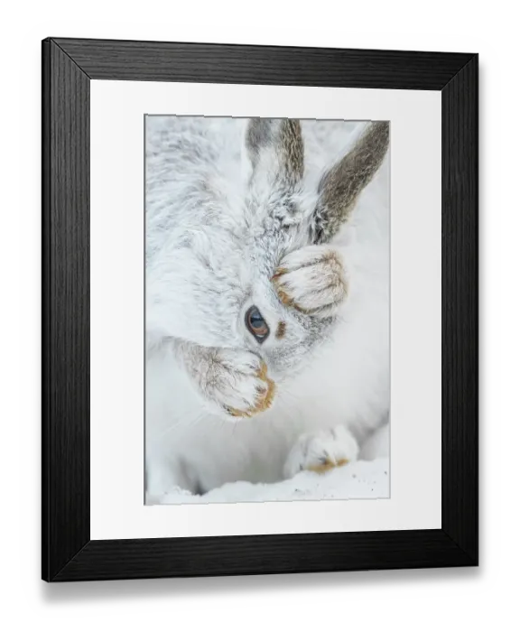 Framed Print : Mountain hare (Lepus timidus) in winter coat, grooming, Cairngorms National Park, Scotland, UK. February