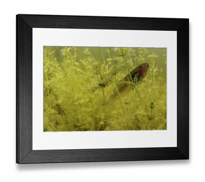 Framed Print : Italian spadefoot toad (Pelobates fuscus insubricus) swimming through vegetation in pond, Livorno Ferraris, Italy Framed Print : Italian spadefoot toad (Pelobates fuscus insubricus) swimming through vegetation in pond, Livorno Ferraris, Italy