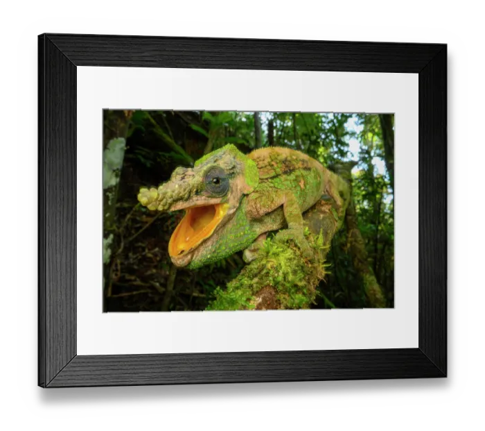 Framed Print : Malthe's green-eared chameleon (Calumma malthe) male, resting on branch with mouth open in threat posture, Maromizaha Forest, near Andasibe, central-eastern Madagascar Framed Print : Malthe's green-eared chameleon (Calumma malthe) male, resting on branch with mouth open in threat posture, Maromizaha Forest, near Andasibe, central-eastern Madagascar