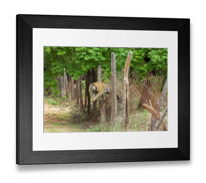 Framed Print : Bengal tiger (Panthera tigris tigris) male, jumping over broken wire fence seperating core zone to buffer zone, Bandhavgarh Tiger Reserve, India. Endangered. Seq. 1 of 3 Framed Print : Bengal tiger (Panthera tigris tigris) male, jumping over broken wire fence seperating core zone to buffer zone, Bandhavgarh Tiger Reserve, India. Endangered. Seq. 1 of 3