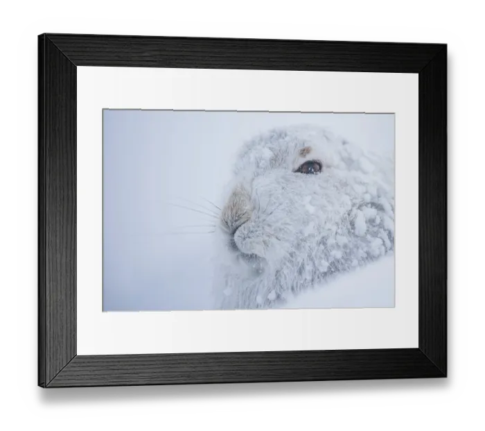 Framed Print : Mountain hare (Lepus timidus) in winter coat, covered in snow resting in snow hole on mountainside, Cairngorms National Park, Scotland, UK. February Framed Print : Mountain hare (Lepus timidus) in winter coat, covered in snow resting in snow hole on mountainside, Cairngorms National Park, Scotland, UK. February